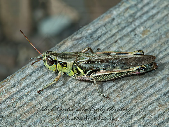 Melanoplus sanguinipes  MIGRATORY GRASSHOPPER 5002183~z