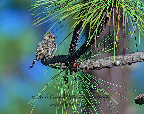 Contopus pertinax  GREATER PEWEE 76124z