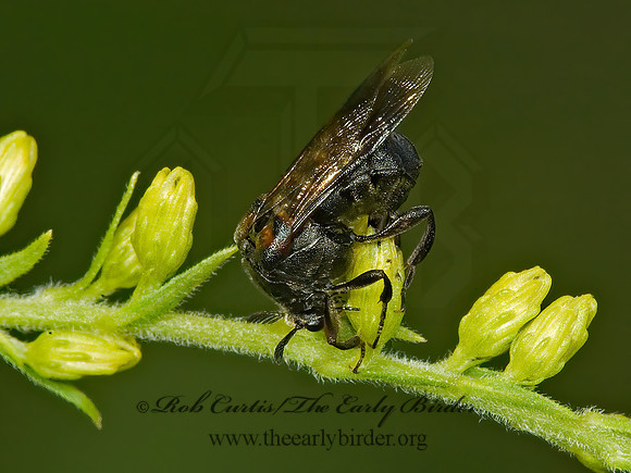 Ripiphorus fasciatus grp 5013406 Fz