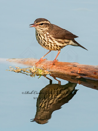 Parkesia noveboracensis  NORTHERN WATERTHRUSH 3007649z