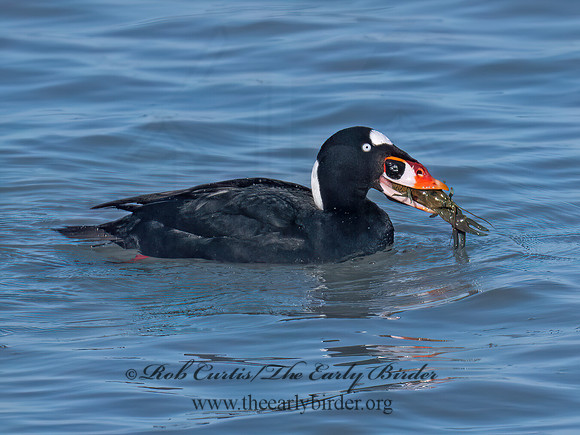 Melanitta perspicillata SURF SCOTER 9093114z