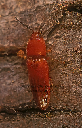 Melanotus 285010z