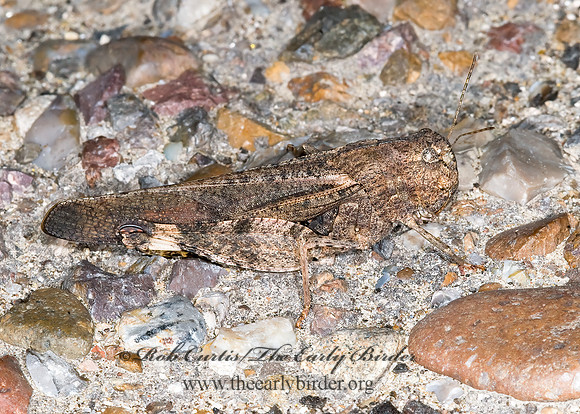 Arphia simplex  PLAINS YELLOW-WINGED GRASSHOPPER 6024323z