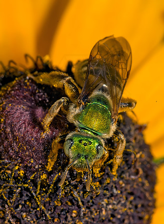 Agapostemon virescens  BICOLORED AGAPOSTEMON 9026168 z