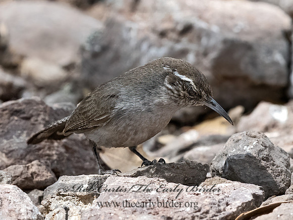 Thryomanes bewickii  BEWICK'S WREN 3037298z