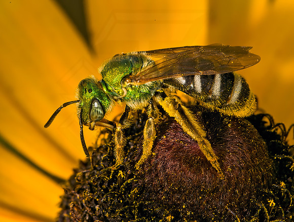 Agapostemon virescens  BICOLORED AGAPOSTEMON 9026173 z