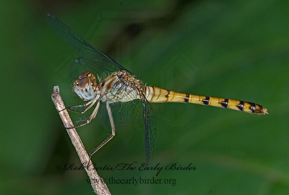 Erythemis simplicicollis EASTERN PONDHAWK 6008911 F