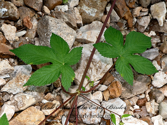 Humulus japonicus  JAPANESE HOPS 3025890-z