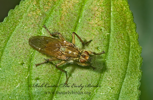 Scathophaga stercoraria  GOLDEN DUNG FLY 5000806z