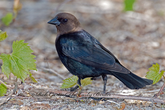 Molothrus ater  BROWN-HEADED COWBIRD  6006047z
