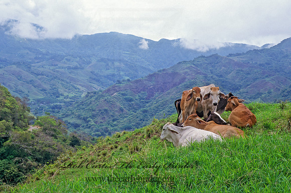 Bos taurus  CATTLE 203023z