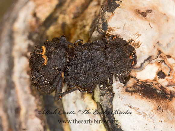Bolitotherus cornutus  FORKED FUNGUS BEETLE 9032627z