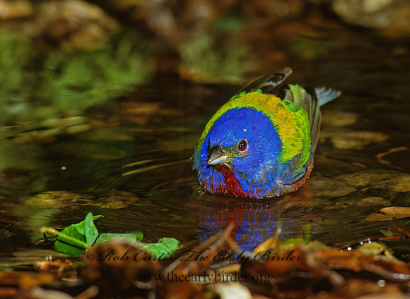 Passerina ciris  PAINTED BUNTING 192013z