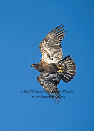 Haliaeetus leucocephalus  BALD EAGLE 8000211z