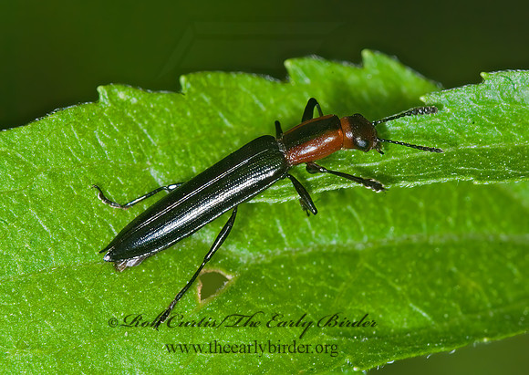 Acropteroxys gracilis  SLENDER LIZARD BEETLE 6010961z