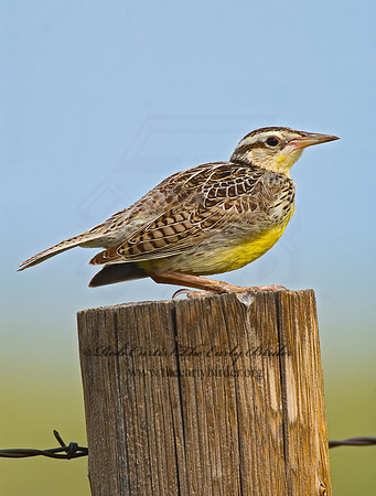 Sturnella neglecta  WESTERN MEADOWLARK 7011098z