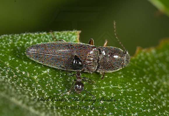 Melanotus americanus grp 5009255z