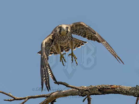 Falco peregrinus PEREGRINE FALCON 9090604z