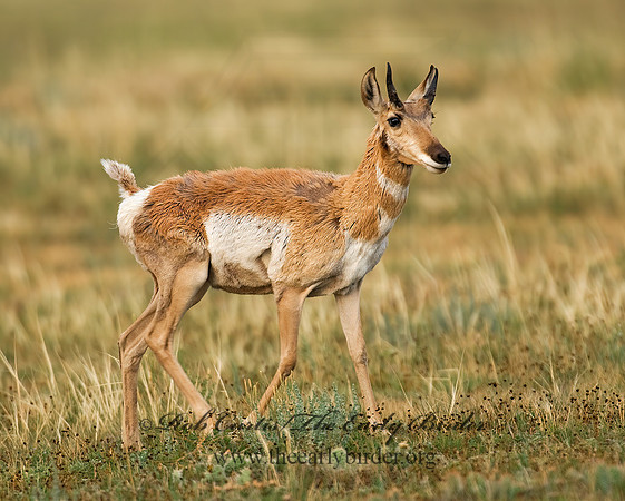 Antilocapra americana  PRONGHORN 7011575z