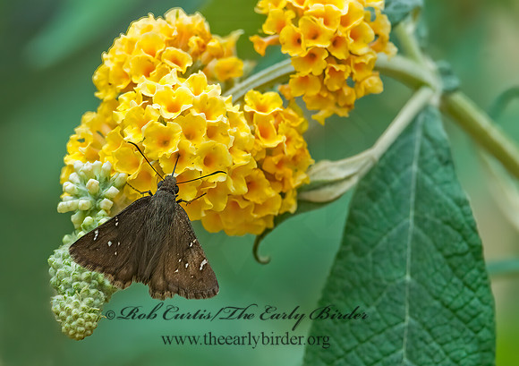 Thorybes pylades  NORTHERN CLOUDYWING 7008847z
