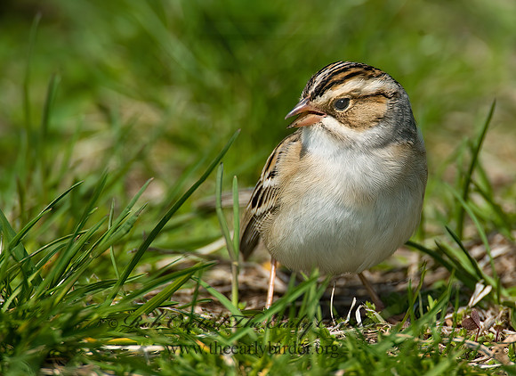 Spizella pallida  CLAY-COLORED SPARROW 8002472z