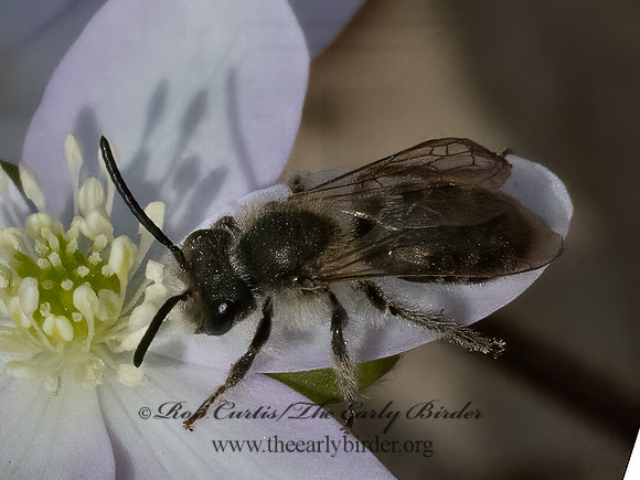Andrena  BLACK MINER BEE3028112z