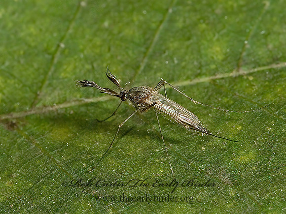 Culex  MOSQUITO5002795z