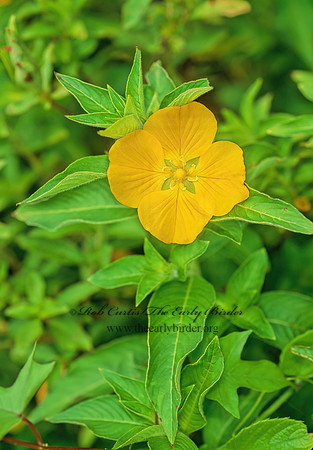 Ludwigia peruviana  PERUVIAN PRIMROSE WILLOW 247715z