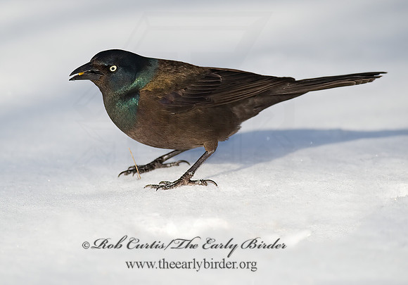 Quiscalus quiscula  COMMON GRACKLE 8001353z