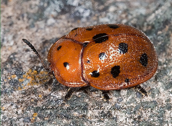 Chelymorpha phytophagica SPOTTED TORTOISE  BEETLE 7007495z