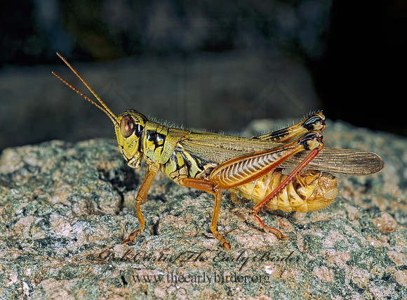 Melanoplus femurrubrum  RED-LEGGED GRASSHOPPER 114803z