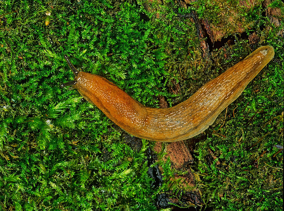Arion subfuscus 207204z