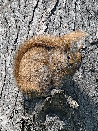 Sciurus niger  FOX SQUIRREL 7001806z