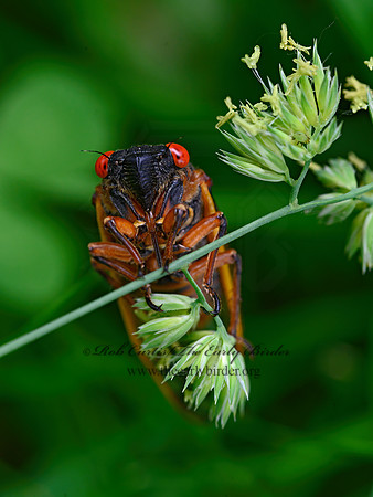 Magicicada septendecim  17-YEAR CICADA 3020987z