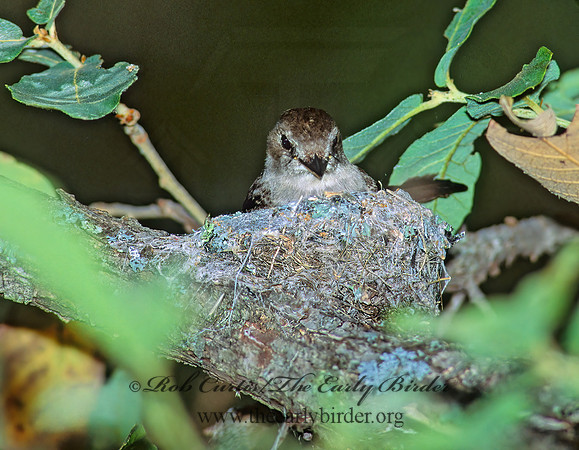 Contopus sordidulus  WESTERN WOOD PEWEE 95414z