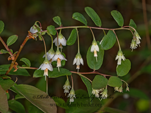 Vaccinium stamineum  DEERBERRY 3028328z