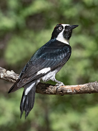 Melanerpes formicivorus  ACORN WOODPECKER 3038104z