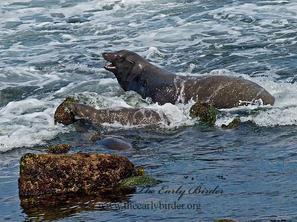 Zalophus californianus  CALIFORNIA SEA LION 9055857z