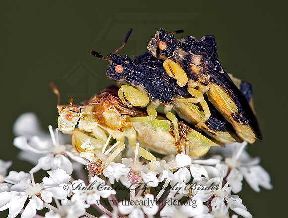 Phymata pennsylvanica or americana  AMBUSH BUG 9024325z