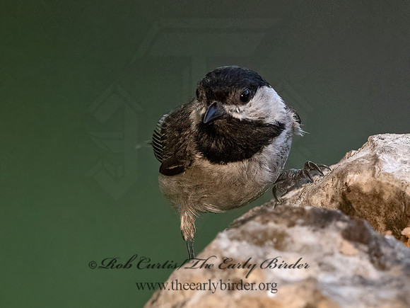 Poecile carolinensis  CAROLINA CHICKADEE 3035697z