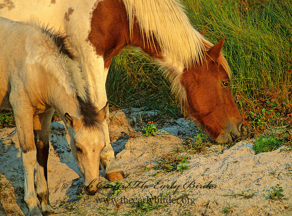 Equus caballus  HORSE 43431z