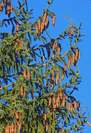 Picea abies  NORWAY SPRUCE 214420z