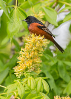 Icterus spurius ORCHARD ORIOLE 9044927z