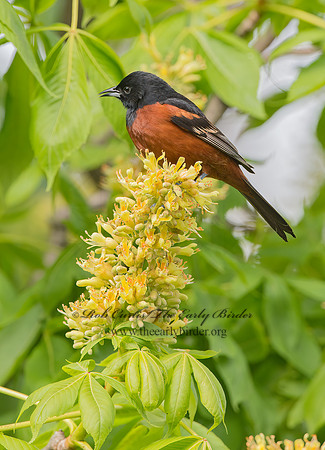 Icterus spurius  ORCHARD ORIOLE 9044927z