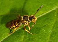 Nomada luteola grp CUCKOO BEE 8014756z