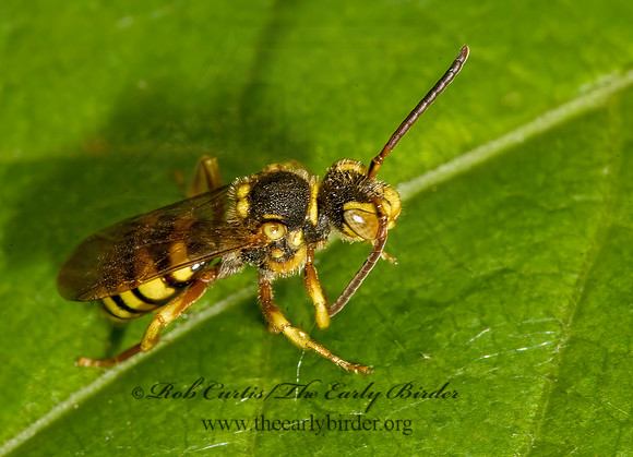 Nomada luteola grp  CUCKOO BEE 8014756z