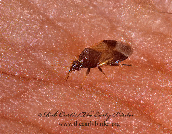 Orius insidiosus 304306z