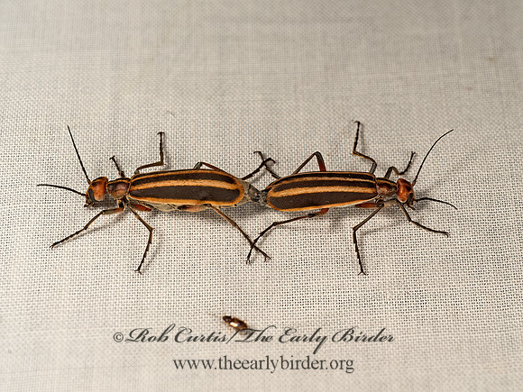 Epicauta vittata  STRIPED BLISTER BEETLE 9048781z