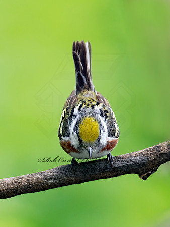 Setophaga pennsylvanica  CHESTNUT-SIDED WARBLER 9011672z