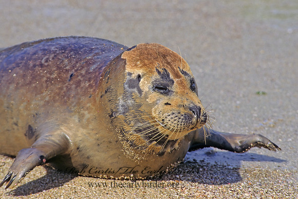 Phoca vitulina  HARBOR SEAL 124705z